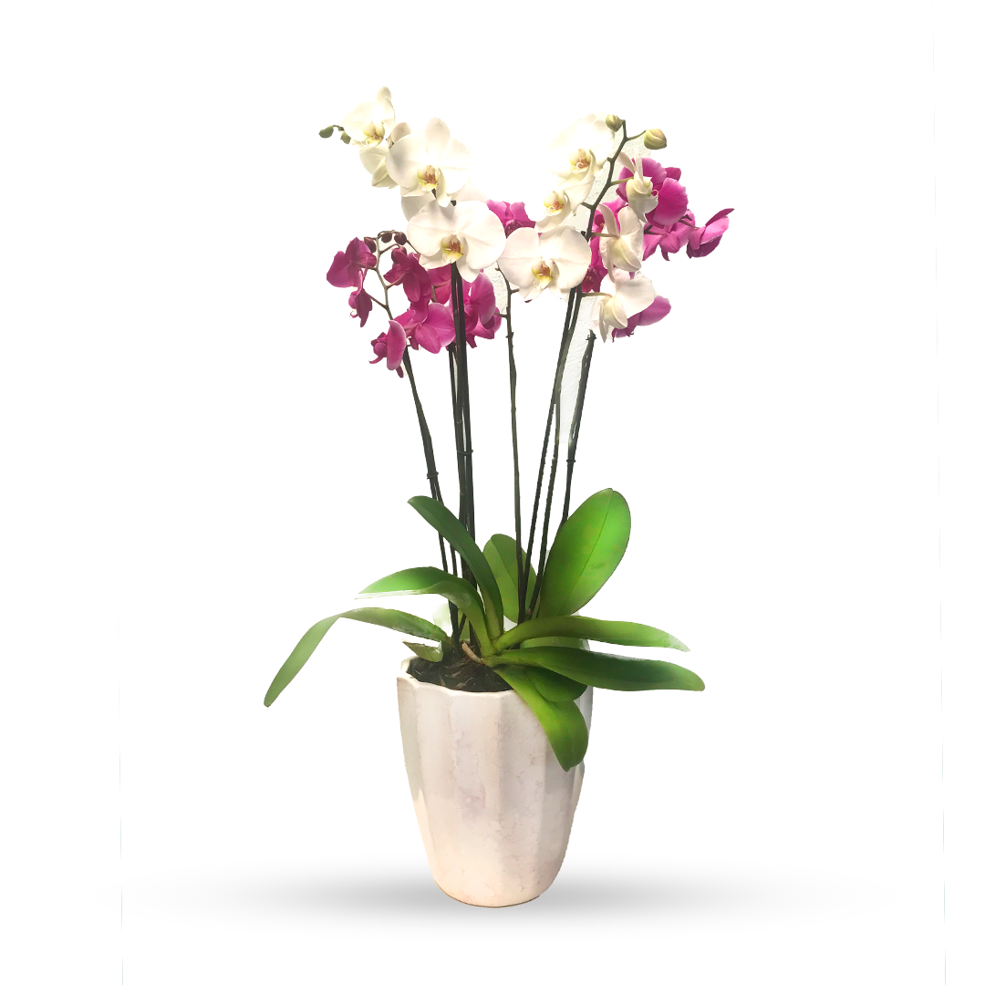 Phalaenopsis Tulum-maceta blanco con 3 orquídeas mixtas