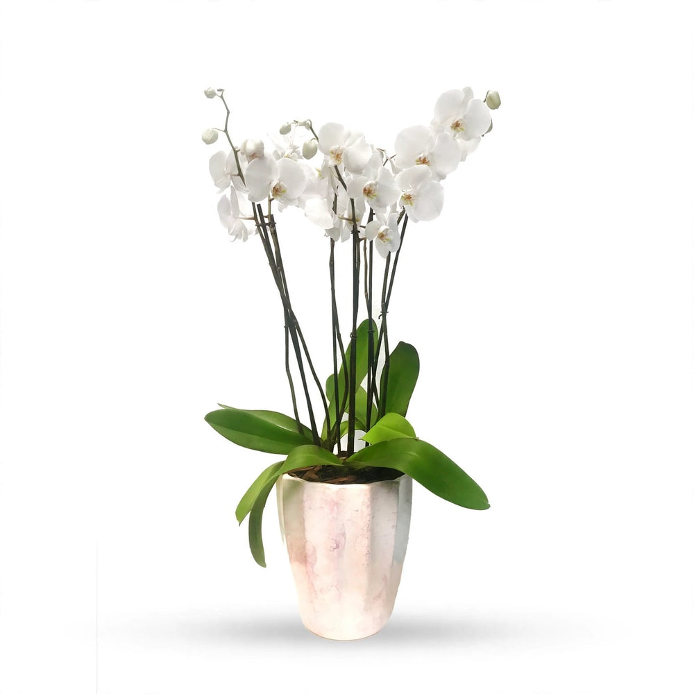 Phalaenopsis Tulum - maceta blanco con lila con 3 orquídeas blancas
