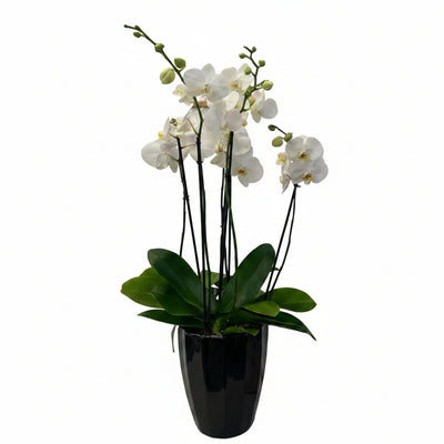 Phalaenopsis Tulum - maceta esmaltada negra 3 orquídeas blancas