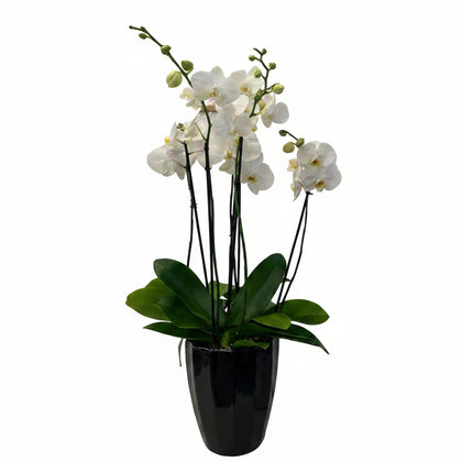Phalaenopsis Tulum-maceta esmaltada negra 3 orquídeas blancas