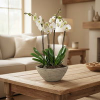 Vikingo-base efecto madera con dos orquídeas blancas