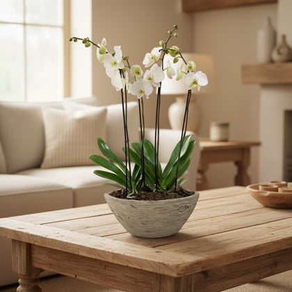Vikingo-base efecto madera con dos orquídeas blancas
