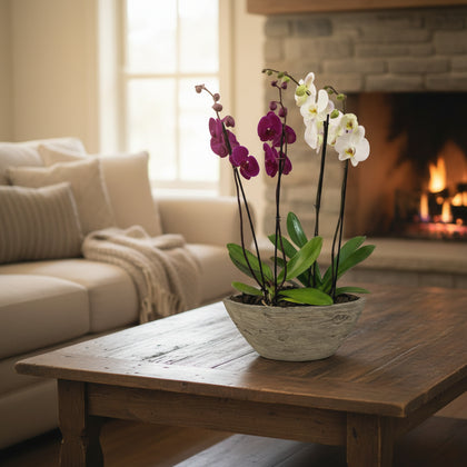 Vikingo-base efecto madera con dos orquídeas mixtas