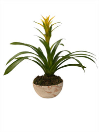 Leopoldo-maceta terracota bandeja con 1 bromelia