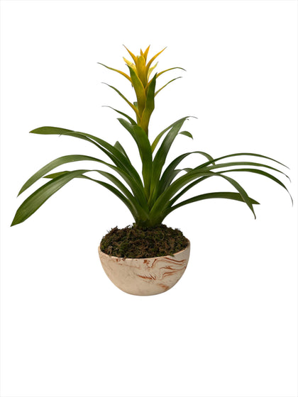 Leopoldo-maceta terracota bandeja con 1 bromelia