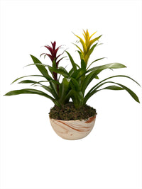 Leopoldo-maceta terracota bandeja con 2 bromelias