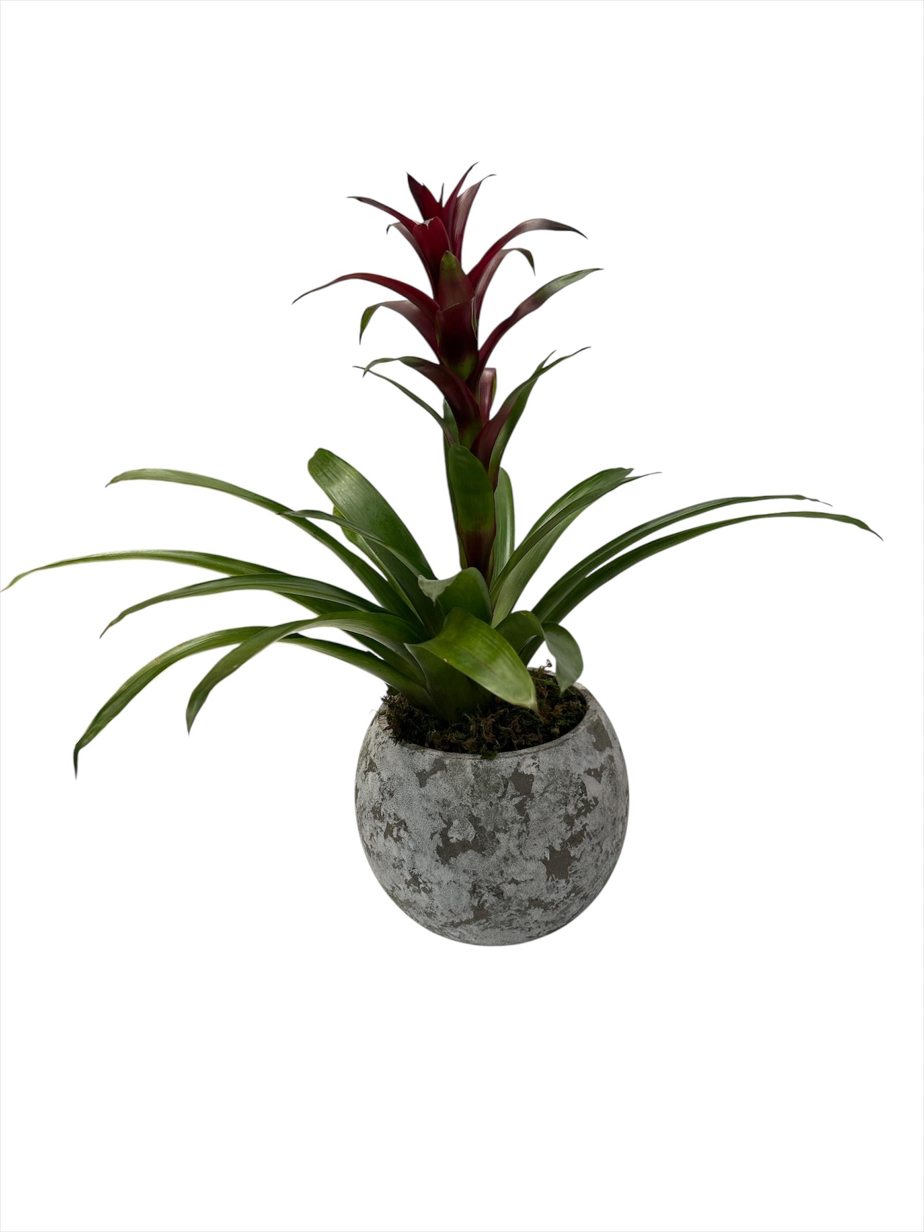 Matías-maceta de cemento gama musgo grande con una bromelia roja