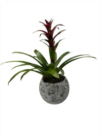 Matías-maceta de cemento gama musgo grande con una bromelia roja