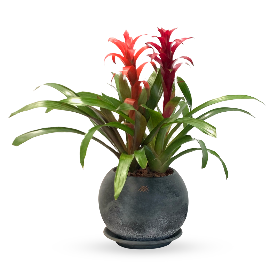 Manuel-maceta con 2 bromelias de colores