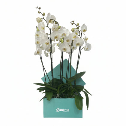 Phalaenopsis blancas en caja cuadrada menta