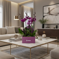 Phalaenopsis fiusha en caja cuadrada uva