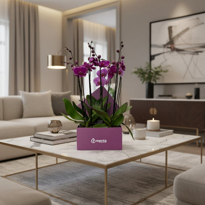 Phalaenopsis fiusha en caja cuadrada uva