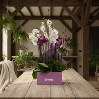 Phalaenopsis mixtas en caja cuadrada uva