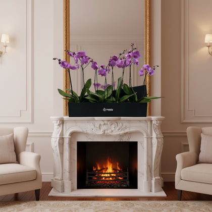 Phalaenopsis caja negra con orquídeas fiusha