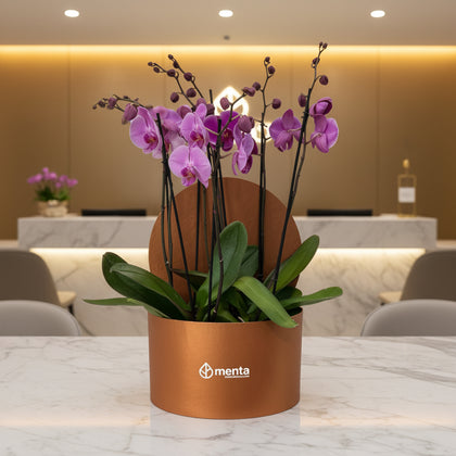Phalaenopsis fiusha en caja redonda ocre