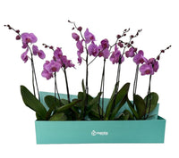 Phalaenopsis caja menta con orquídeas fiusha