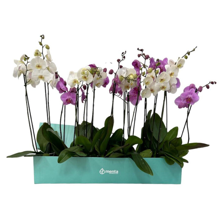 Phalaenopsis caja menta con orquídeas mixtas