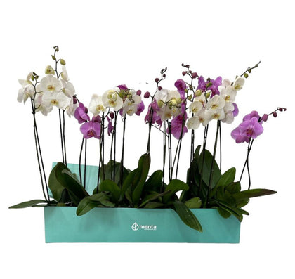 Phalaenopsis caja menta con orquídeas mixtas