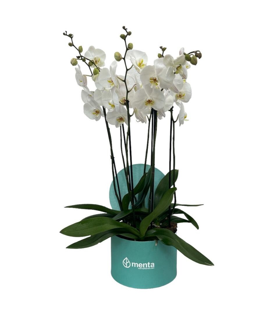 Phalaenopsis blancas en caja redonda chica menta