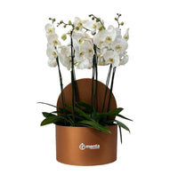 Phalaenopsis blancas en caja redonda ocre