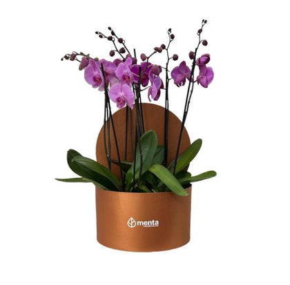 Phalaenopsis fiusha en caja redonda ocre