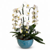 Orquídeas cascada blancas en maceta esmaltada turquesa con blanco