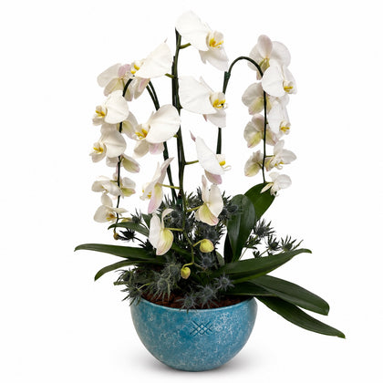 Orquídeas cascada blancas en maceta esmaltada turquesa con blanco