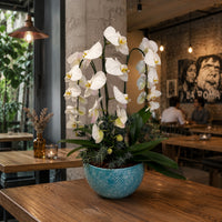Orquídeas cascada blancas en maceta esmaltada turquesa con blanco