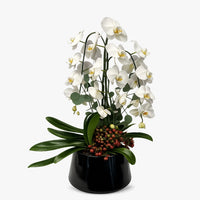 Orquídeas cascada blancas en maceta esmaltada negra