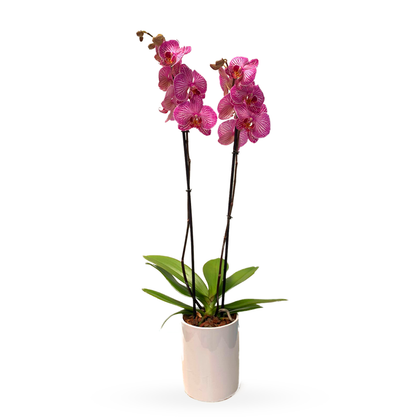 Phalaenopsis Cílindro -base con orquídea fiusha