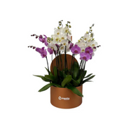 Phalaenopsis mixtas en caja redonda ocre