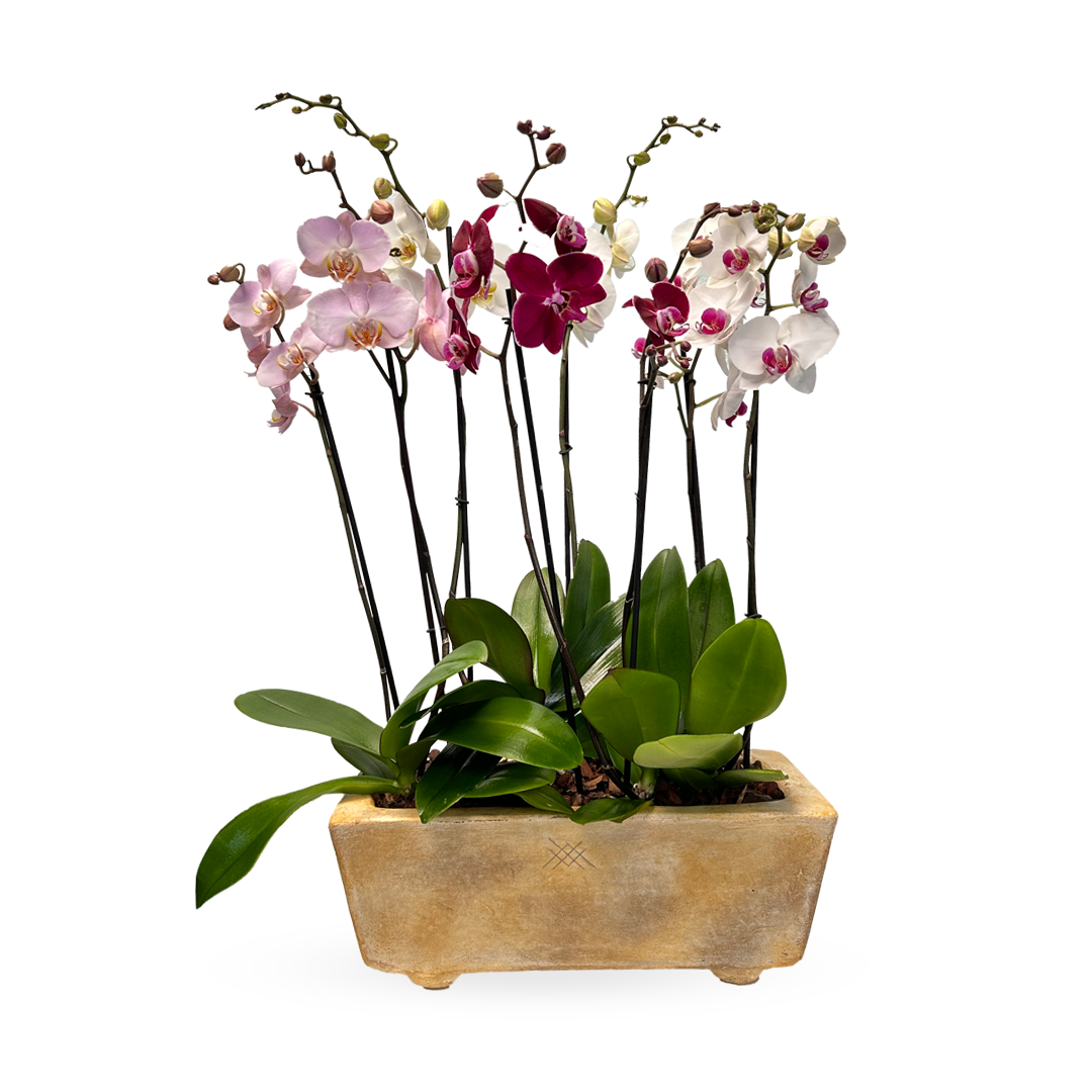 Phalaenopsis Guerrero-maceta con 4 orquídeas mixtas