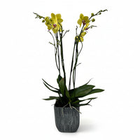 Oxford-base de cerámica con dos orquídeas amarillas
