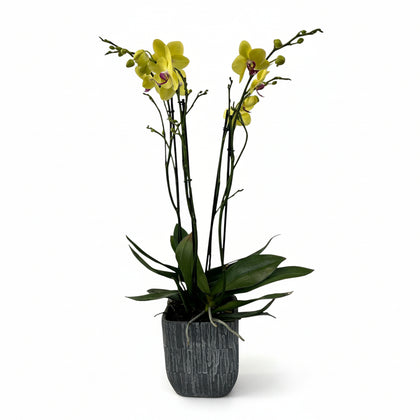 Oxford-base de cerámica con dos orquídeas amarillas