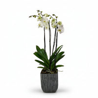 Oxford-base de cerámica con dos orquídeas blancas