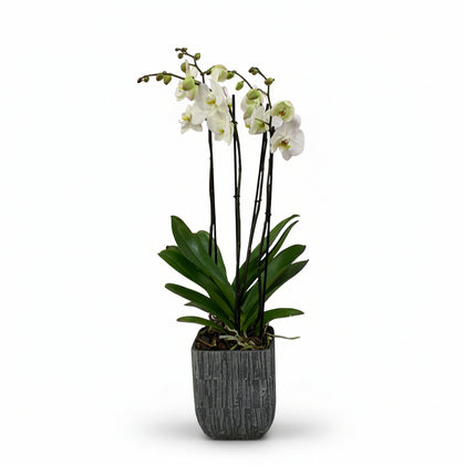 Oxford-base de cerámica con dos orquídeas blancas