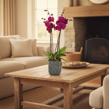 Oxford-base de cerámica con dos orquídeas fiusha