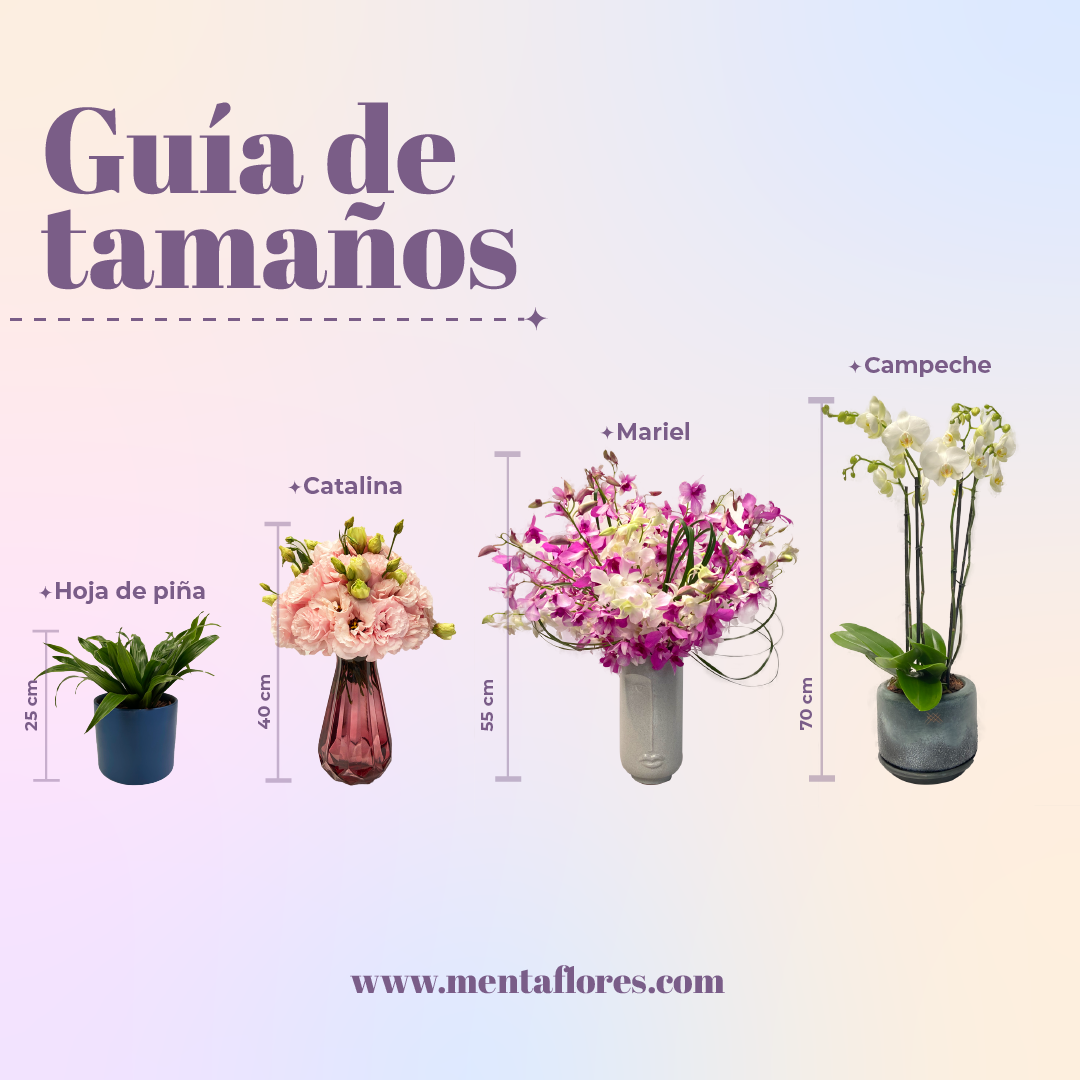 Elegance -maceta cubo negro con una orquídea fiusha