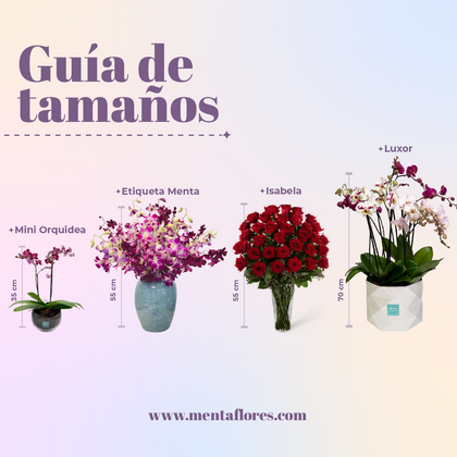 Cecilia - Florero con 48 Rosas lila