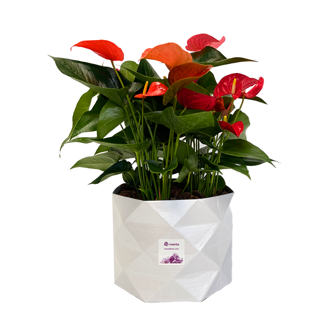 Thiago-base blanca con anturios