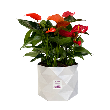 Thiago-base blanca con anturios