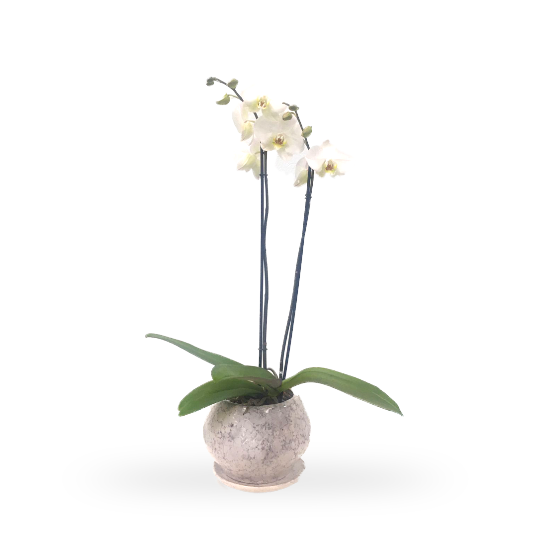 Phalaenopsis Aguascalientes -maceta esmaltada con 1 orquídea blanca