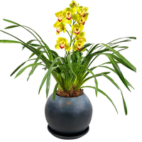 Cymbidium Charcoal