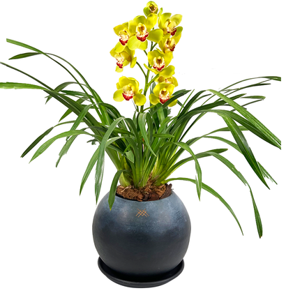 Cymbidium Charcoal