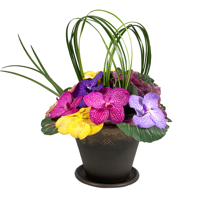 Etiqueta Vanda- base de cerámica con orquídea vanda