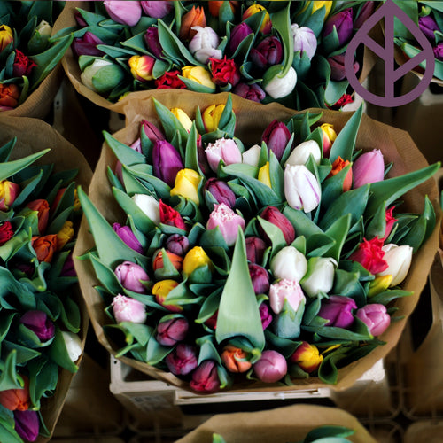 Exclusivo Ramo Menta Multicolor - de 60 tulipanes envuelto en papel Kraft