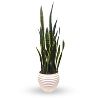 Benjamín-sansevieria en maceta blanca