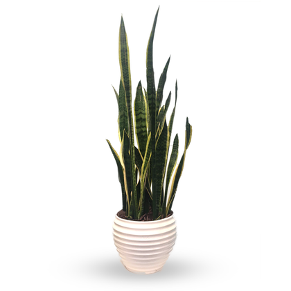 Benjamín-sansevieria en maceta blanca