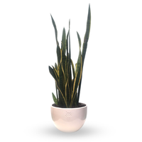 Bruno-sansevieria en maceta esmaltada Puebla blanca