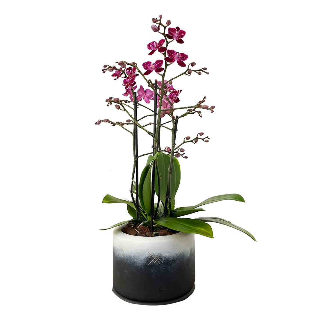 Orquídea multiflora Fusión- base de ceramica con orquidea multiflora